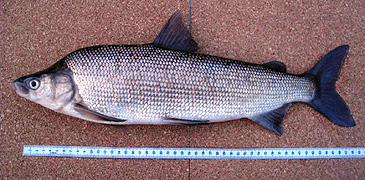 Record photograph for Coregonus pidschian